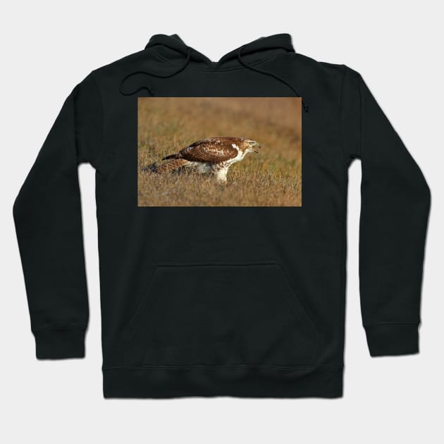 Red-tailed Hawk - juvenile Hoodie by Jim Cumming